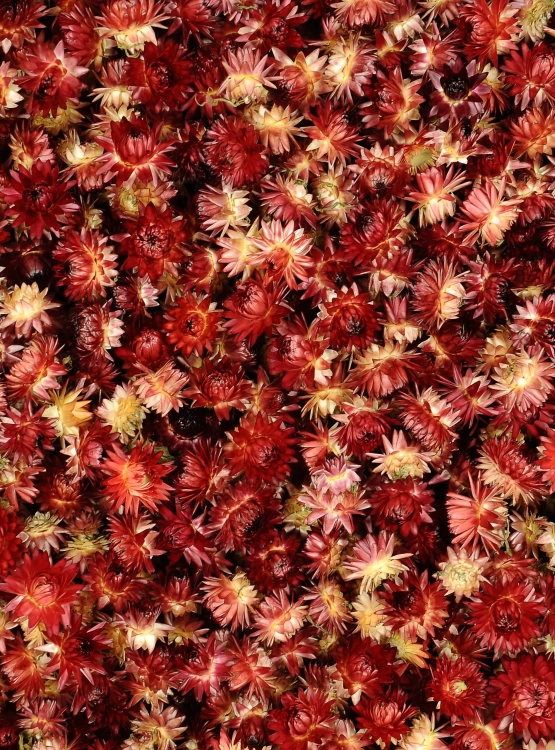 Dried red Helichrysum - heads, flowers 50 g, ~70 pcs