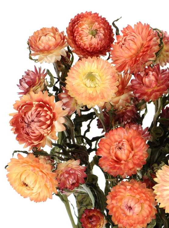 Dried flowers - salmon Helichrysum, Xerochrysum - bunch