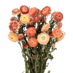 Dried flowers - salmon Helichrysum, Xerochrysum - bunch