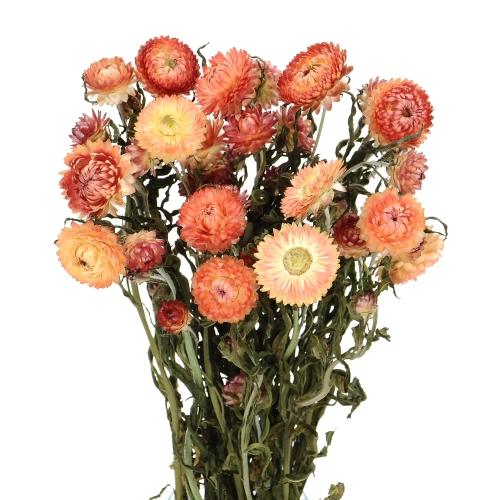 Dried flowers - salmon Helichrysum, Xerochrysum - bunch