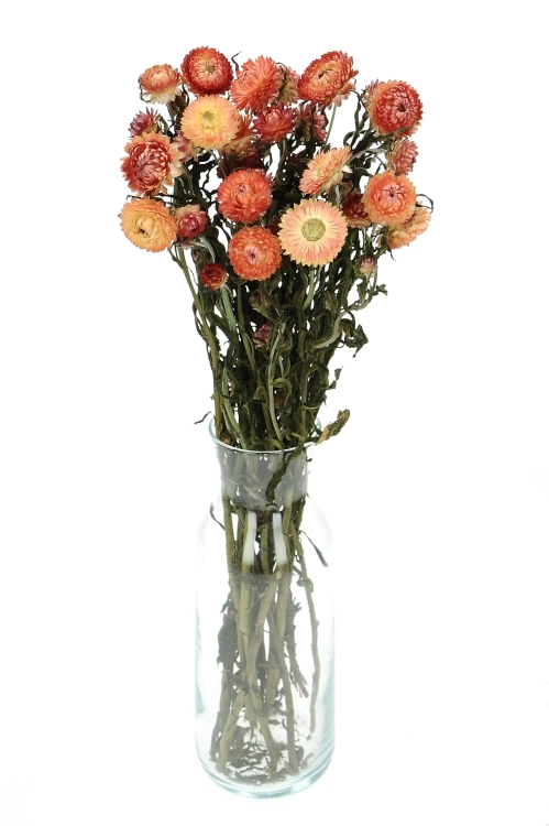 Dried flowers - salmon Helichrysum, Xerochrysum - bunch