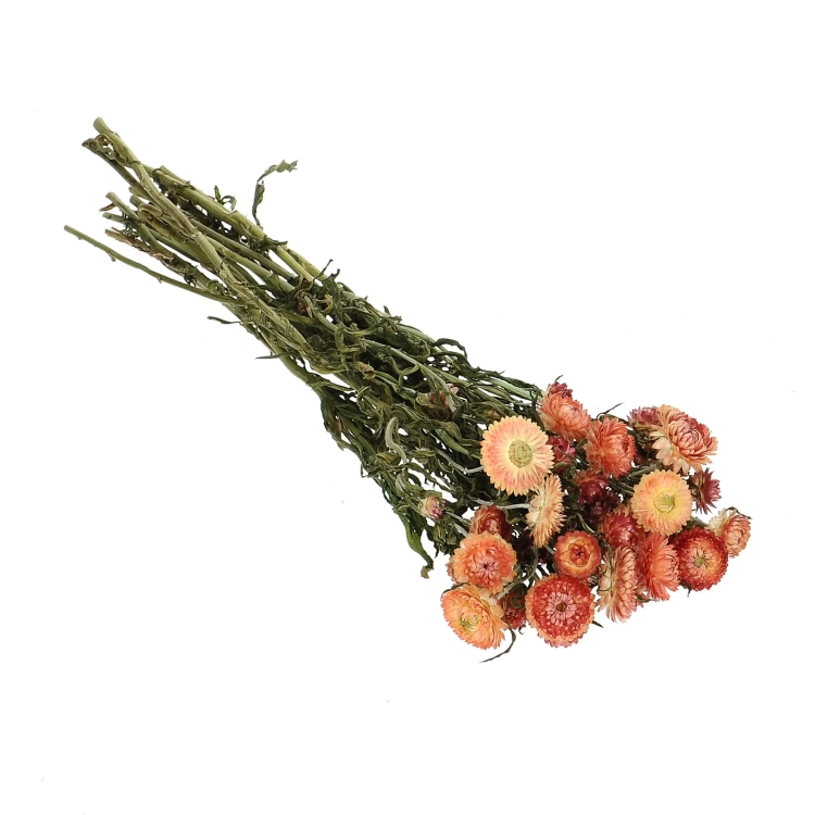 Dried flowers - salmon Helichrysum, Xerochrysum - bunch