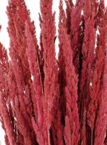 Dried decorative grass - burgundy red - bunch ~50 stems