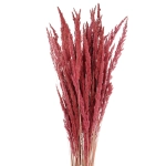 Dried decorative grass - burgundy red - bunch ~50 stems