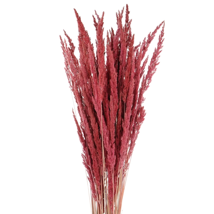 Dried decorative grass - burgundy red - bunch ~50 stems