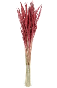 Dried decorative grass - burgundy red - bunch ~50 stems