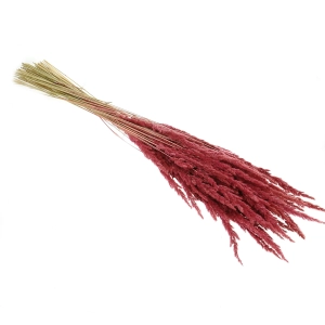 Dried decorative grass - burgundy red - bunch ~50 stems