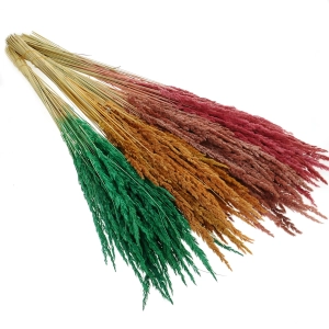 Dried decorative grass - green - bunch ~50 stems