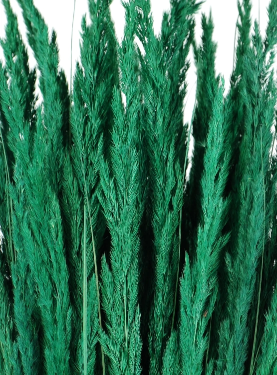 Dried decorative grass - green - bunch ~50 stems