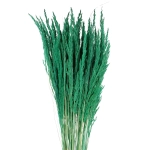 Dried decorative grass - green - bunch ~50 stems 