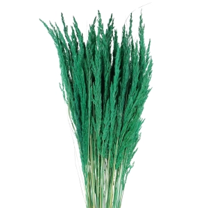 Dried decorative grass - green - bunch ~50 stems