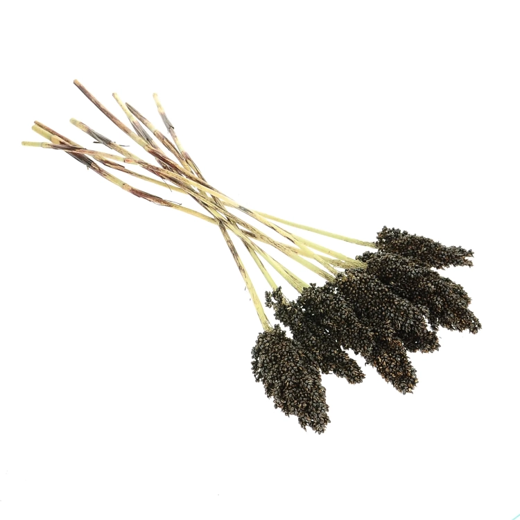 Dried black Sorghum ~10 stems  - dried grasses