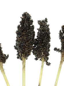 Dried black Sorghum ~10 stems  - dried grasses