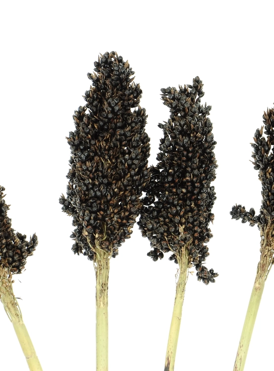 Dried black Sorghum ~10 stems  - dried grasses