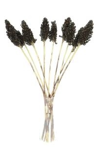 Dried black Sorghum ~10 stems  - dried grasses