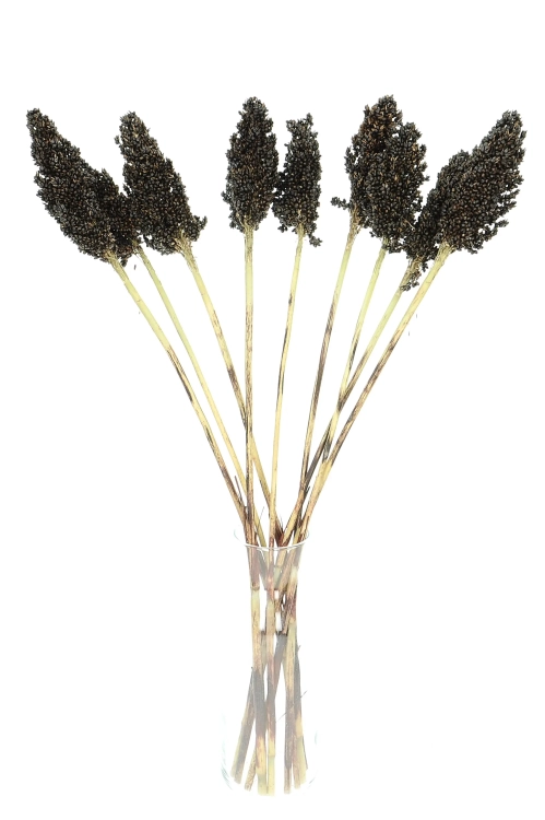 Dried black Sorghum ~10 stems  - dried grasses