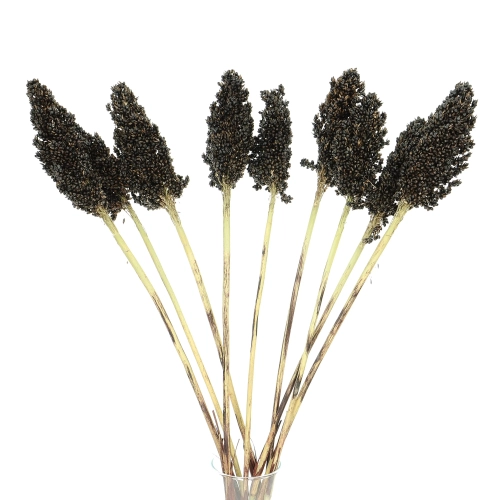 Dried black Sorghum ~10 stems  - dried grasses
