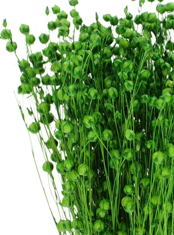 Dried green Linum (Flax) - bunch - dried flowers
