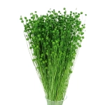 Flachs (Lein), grün - Strauß - Trockenblumen