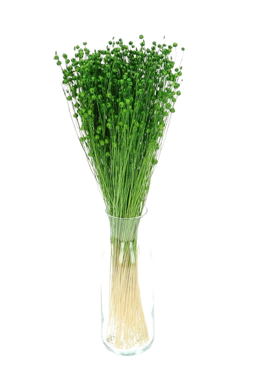 Dried green Linum (Flax) - bunch - dried flowers