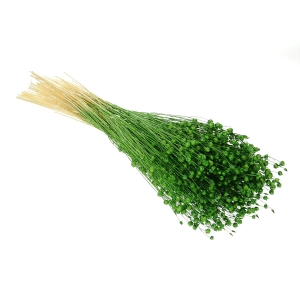 Dried green Linum (Flax) - bunch - dried flowers