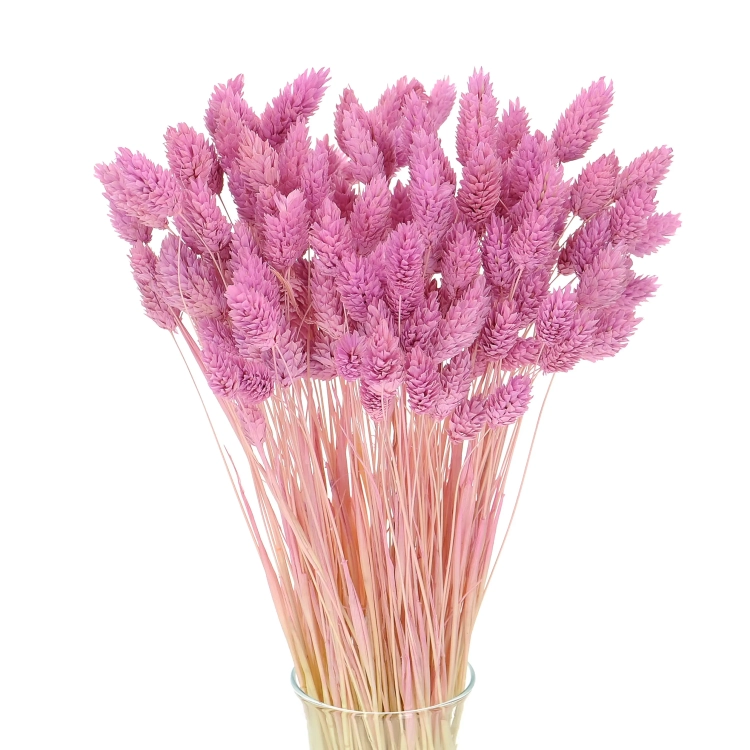 Dried lilac Phalaris - canary grass ~80 stems