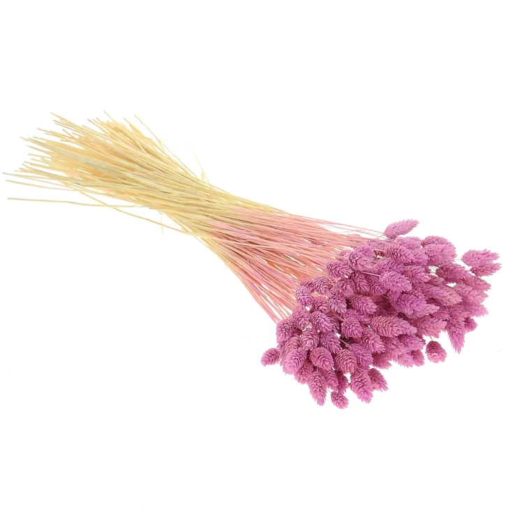 Dried lilac Phalaris - canary grass ~80 stems