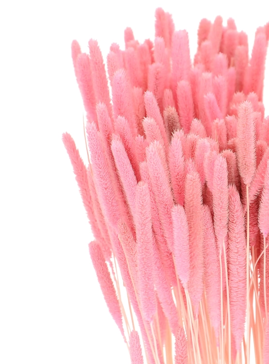 Dried pink Timothy (Phleum) - bunch