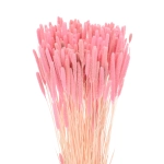 Lieschgras (Phleum), rosa - Strauß - Trockengräser