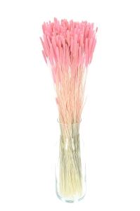 Dried pink Timothy (Phleum) - bunch
