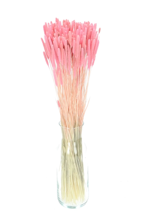Dried pink Timothy (Phleum) - bunch