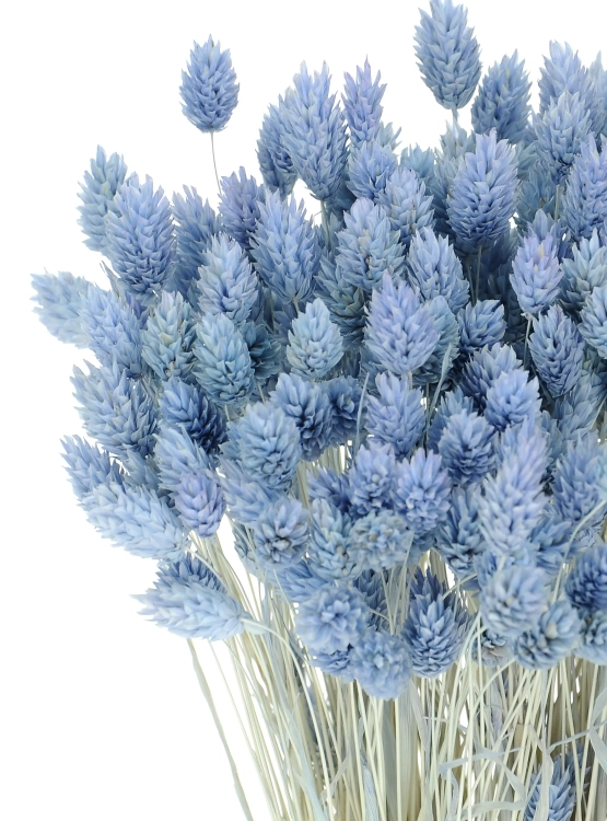 Dried light blue Phalaris - canary grass ~80 stems