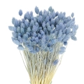 Suszony phalaris jasny niebieski - mozga kanaryjska, kanar ~80 szt.