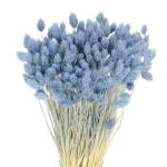 Dried light blue Phalaris - canary grass ~80 stems