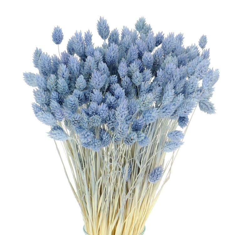 Dried light blue Phalaris - canary grass ~80 stems