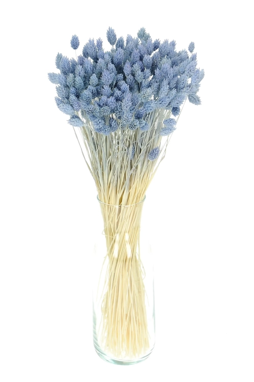 Dried light blue Phalaris - canary grass ~80 stems