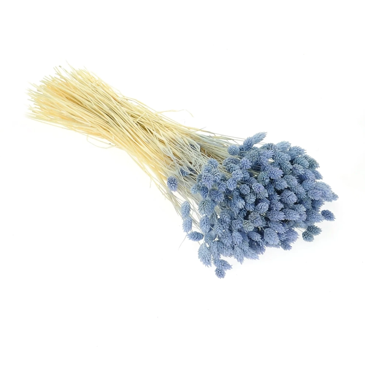 Dried light blue Phalaris - canary grass ~80 stems