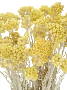 Dried honey yellow dwarf everlast (immortelle, Helichrysum) - bunch