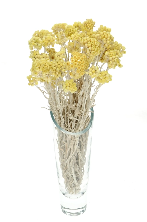 Suszone kocanki piaskowe miodowe (nieśmiertelnik, Helichrysum) - bukiet