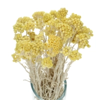 Dried honey yellow dwarf everlast (immortelle, Helichrysum) - bunch