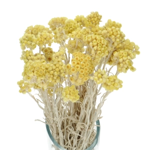 Suszone kocanki piaskowe miodowe (nieśmiertelnik, Helichrysum) - bukiet