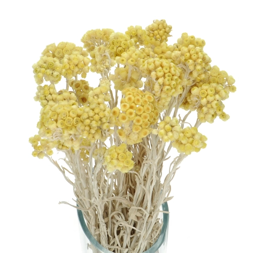 Suszone kocanki piaskowe miodowe (nieśmiertelnik, Helichrysum) - bukiet