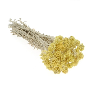 Suszone kocanki piaskowe miodowe (nieśmiertelnik, Helichrysum) - bukiet