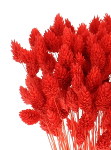 Dried red Phalaris - canary grass ~80 stems