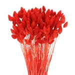 Dried red Phalaris - canary grass ~80 stems