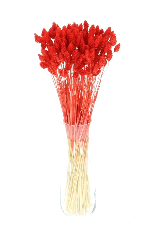 Dried red Phalaris - canary grass ~80 stems
