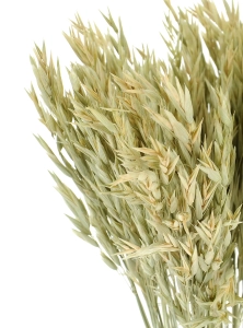 Suszony owies naturalny ~50 szt. - suszone zboże