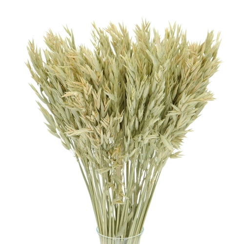 Dried natural Avena - bunch ~50 stems