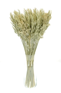 Dried natural Avena - bunch ~50 stems
