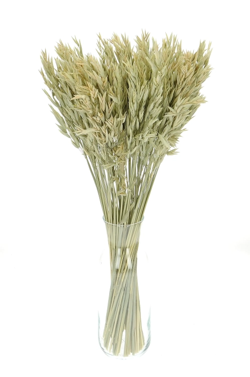 Dried natural Avena - bunch ~50 stems